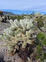 joshua tree national park (22).JPG